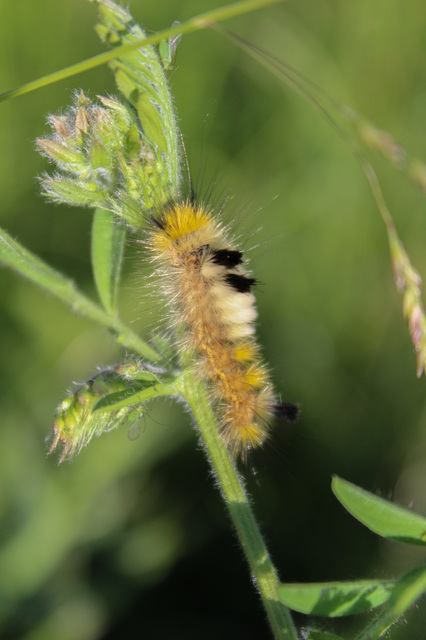 Gynaephora fascelina - vesszős szövő
