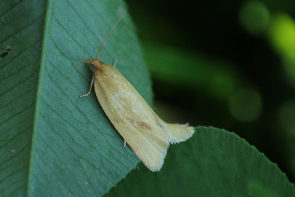 Clepsis pallidana - aranysárga sodrómoly