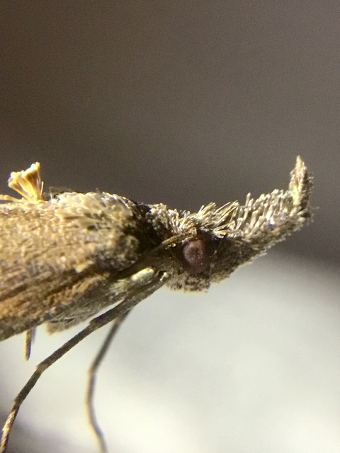 Hypena rostralis - közönséges karcsúbagoly