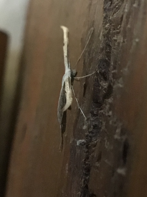 Pterophoridae - tollasmolyfélék