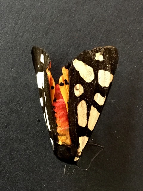 Arctia villica - fekete medvelepke