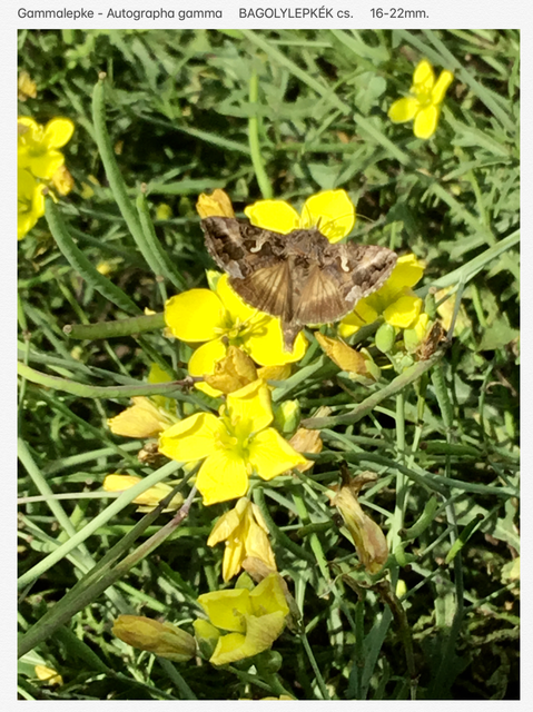 Autographa gamma - gammalepke