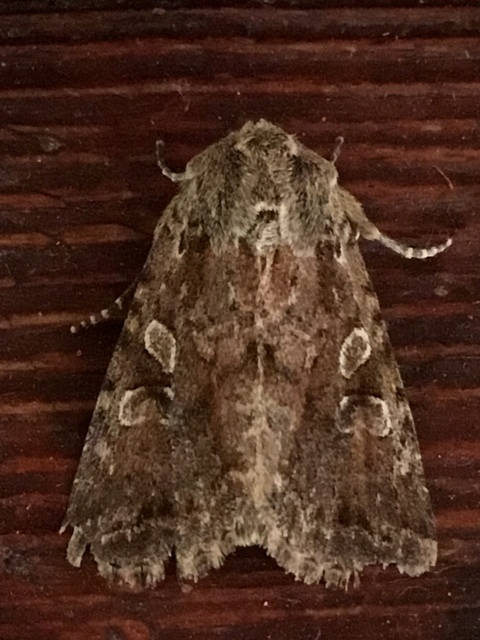 Apterogenum ypsillon - ipszilon-erdeibagoly