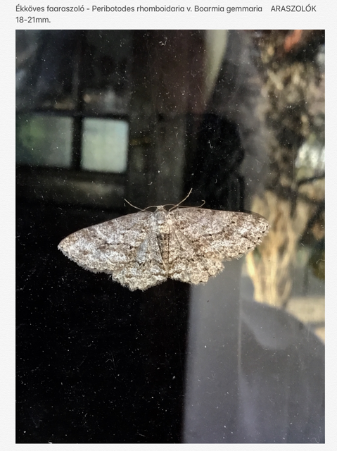Ectropis crepuscularia - avararaszoló