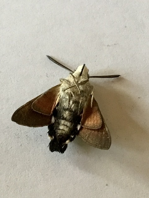 Macroglossum stellatarum - kacsafarkú szender