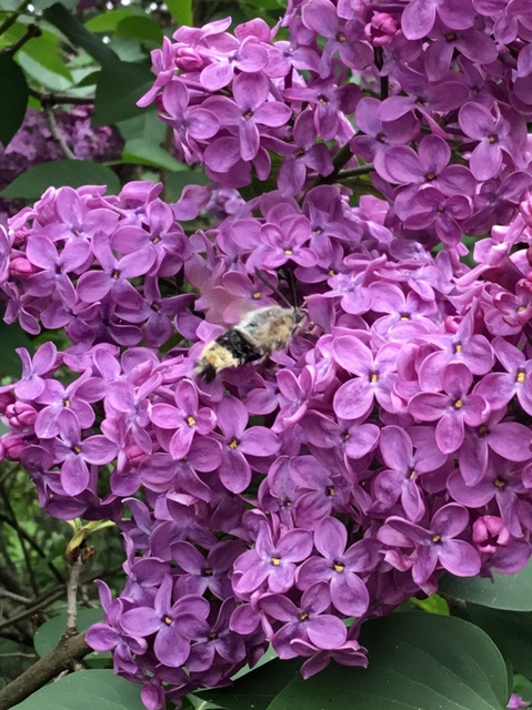 Hemaris tityus - pöszörszender Hemaris tityus - pöszörszender