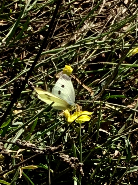 Pieris rapae - répalepke