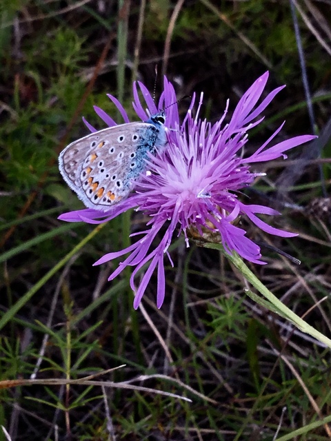 Polyommatus icarus - közönséges boglárka