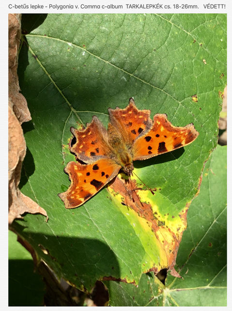 Nymphalis c-album - C-betűs lepke