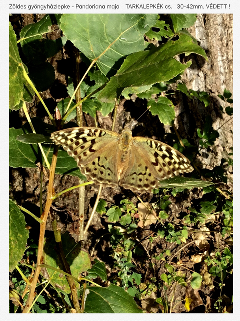 Argynnis pandora - zöldes gyöngyházlepke