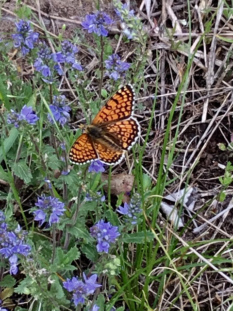 Melitaea cinxia - réti tarkalepke