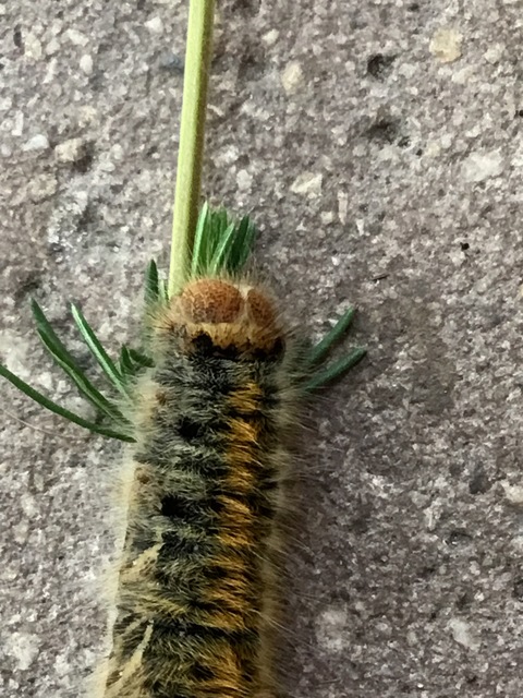 Lasiocampa trifolii - lóhereszövő