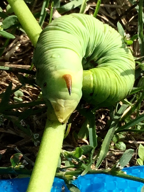 Agrius convolvuli - szulákszender