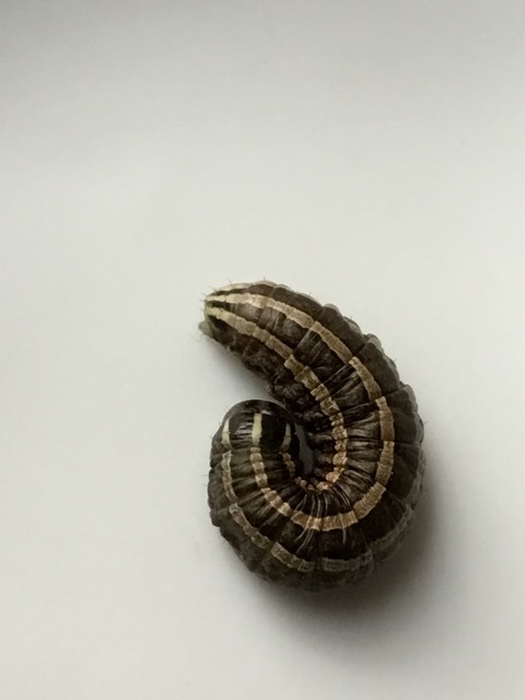 Tholera decimalis - közönséges fésűsbagoly