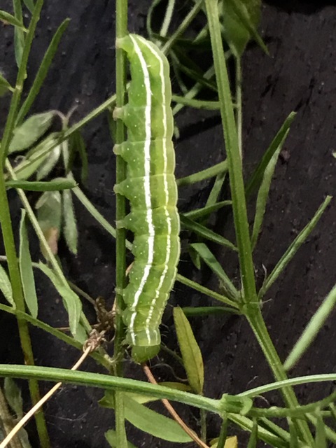 Amphipyra tragopoginis - bakszakállbagoly