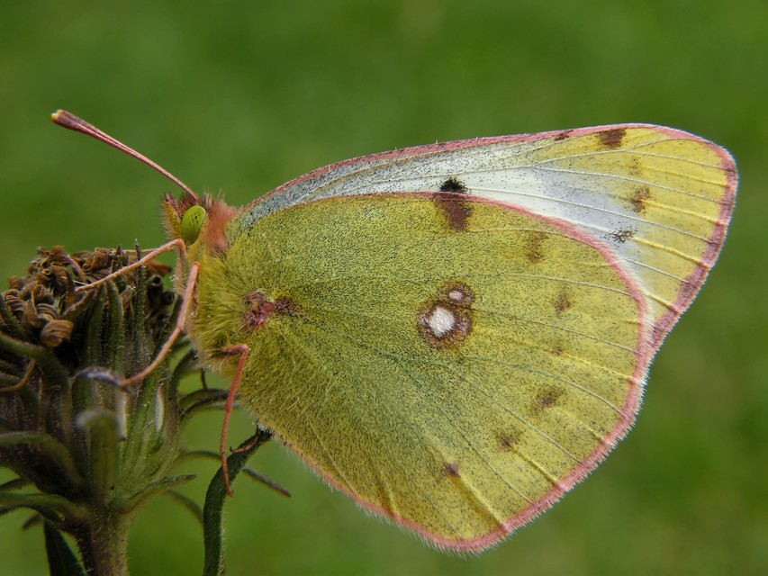 Colias hyale - kéneslepke