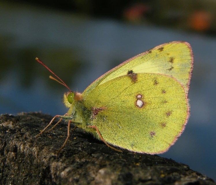 Colias erate - csángó-kéneslepke