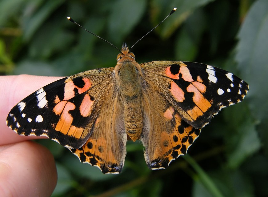 Vanessa cardui - bogáncslepke