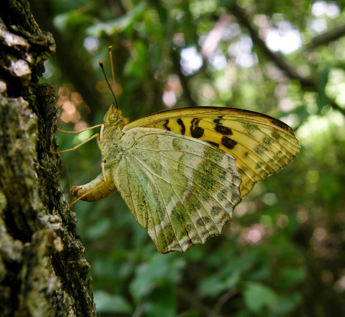 Argynnis paphia - nagy gyöngyházlepke