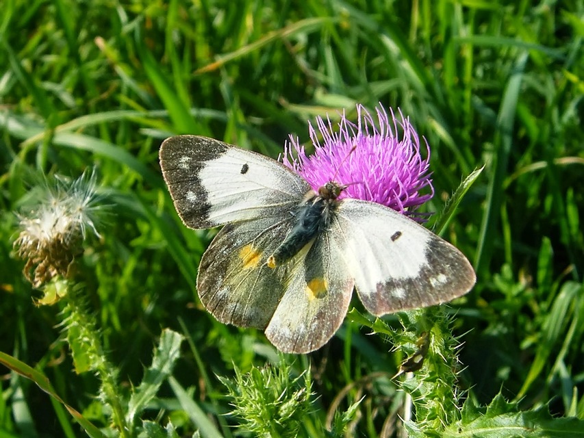 Colias hyale - kéneslepke