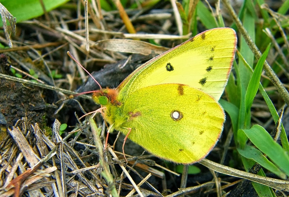 Colias erate - csángó-kéneslepke
