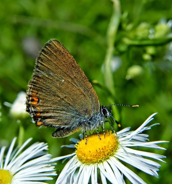 Satyrium acaciae - akác-csücsköslepke