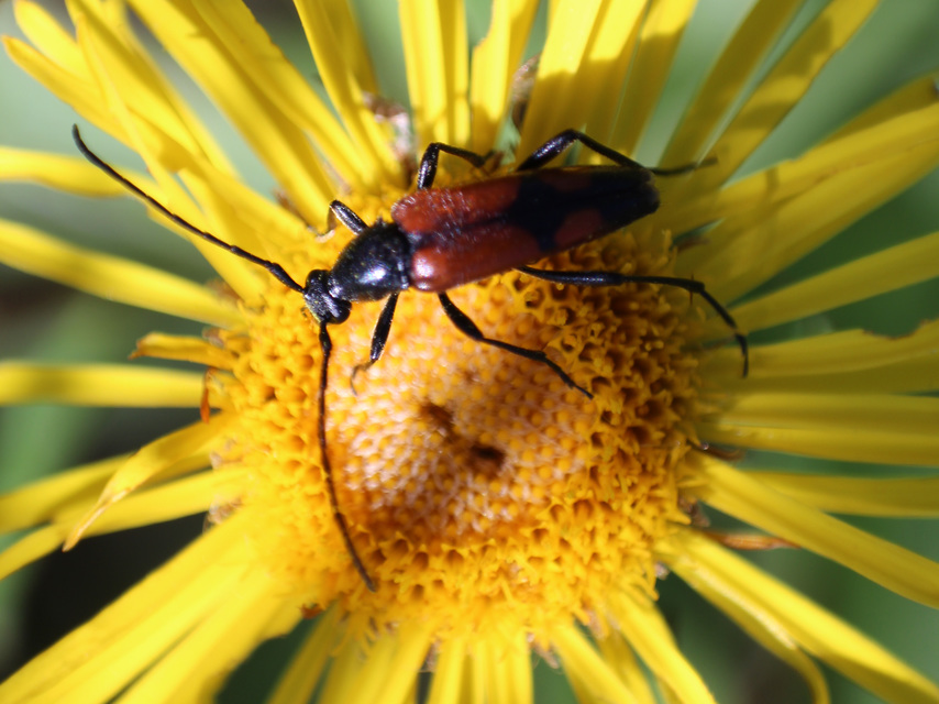 Stenurella bifasciata - kétöves karcsúcincér