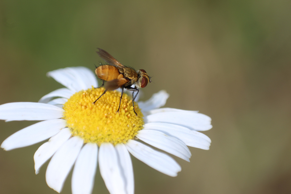 Phasiinae