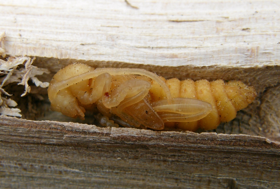 Plagionotus arcuatus - bársonyos darázscincér
