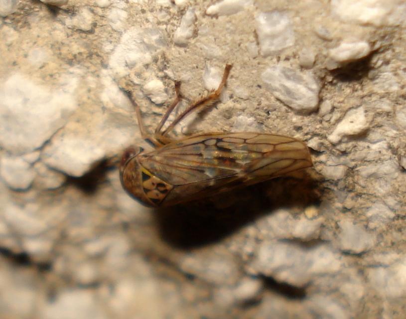 Idiocerinae