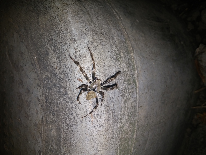 Araneus circe - hamvas keresztespók