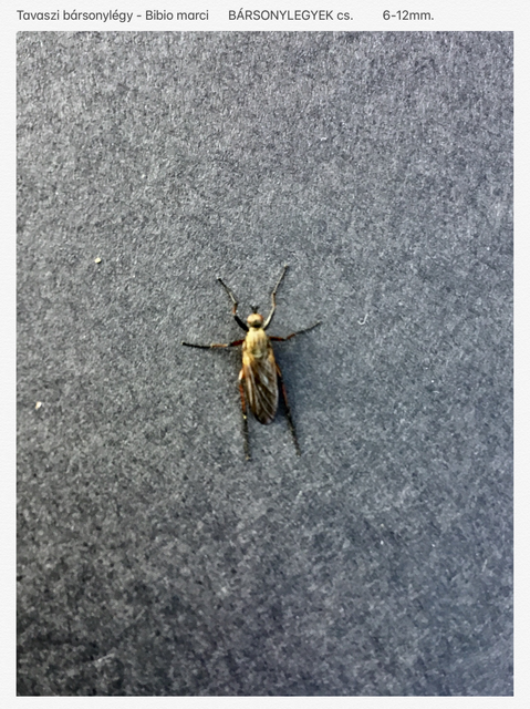 Empididae - táncoslegyek