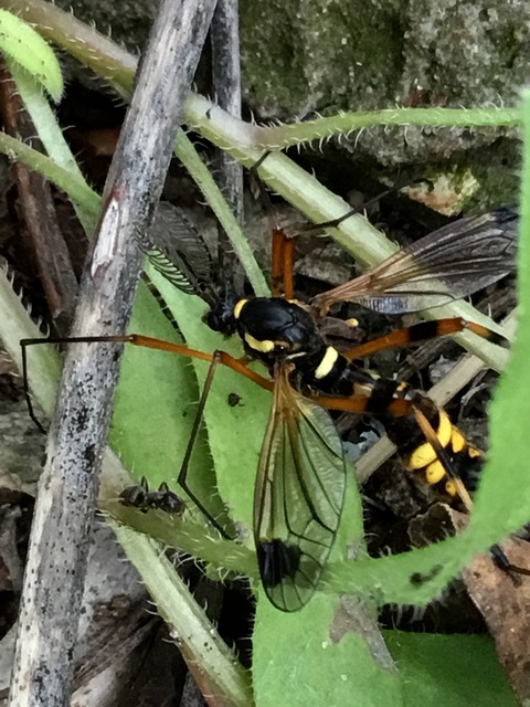 Ctenophora festiva