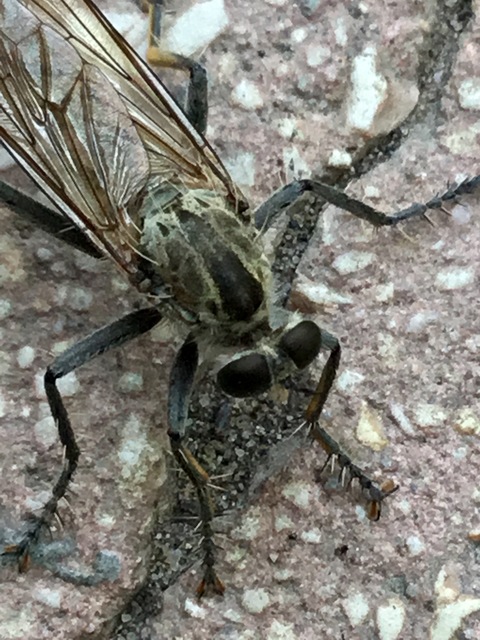 Asilidae - rablólégyfélék
