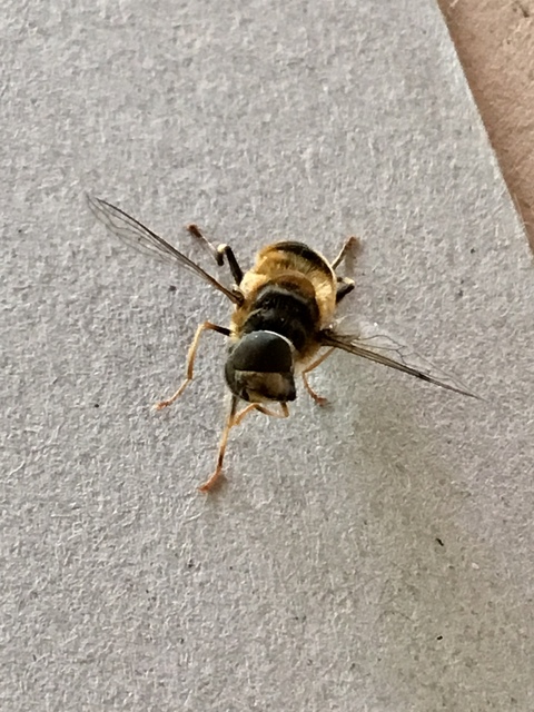 Syrphidae - zengőlegyek