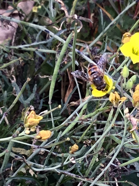 Eristalis tenax - közönséges herelégy