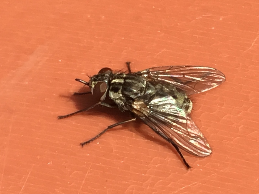 Stomoxys calcitrans - szuronyos istállólégy