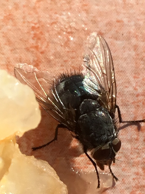Calliphora
