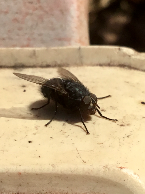 Calliphoridae - dongólegyek