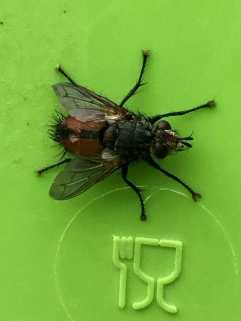 Tachinidae - fürkészlegyek