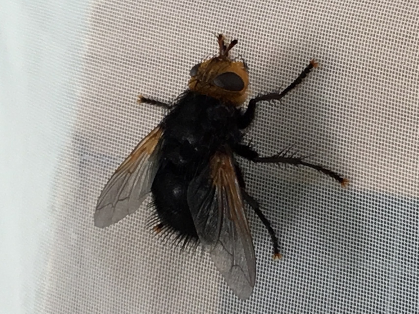 Tachina grossa - óriás fürkészlégy