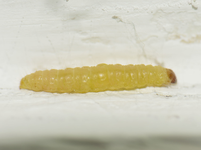 Plodia interpunctella - aszalványmoly