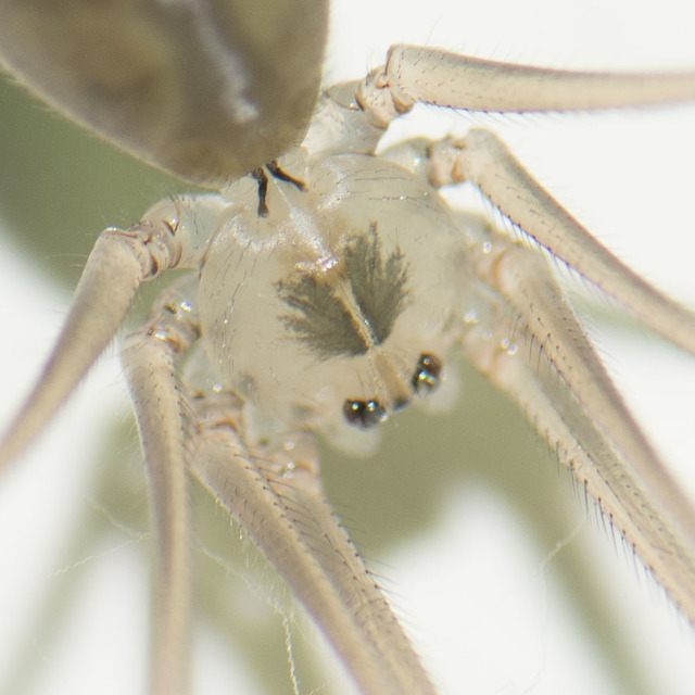 Pholcus phalangioides - nagy álkaszáspók Pholcus phalangioides - nagy álkaszáspók