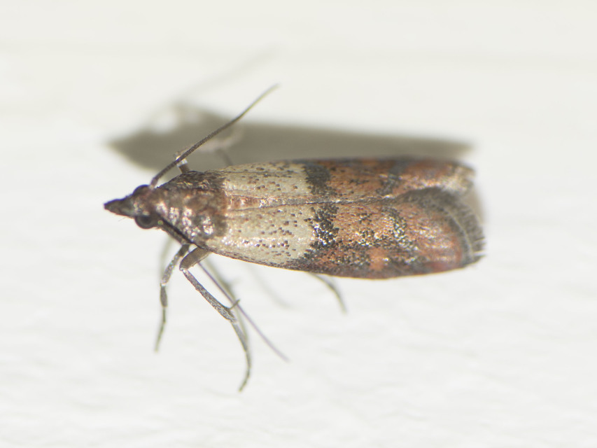 Plodia interpunctella - aszalványmoly