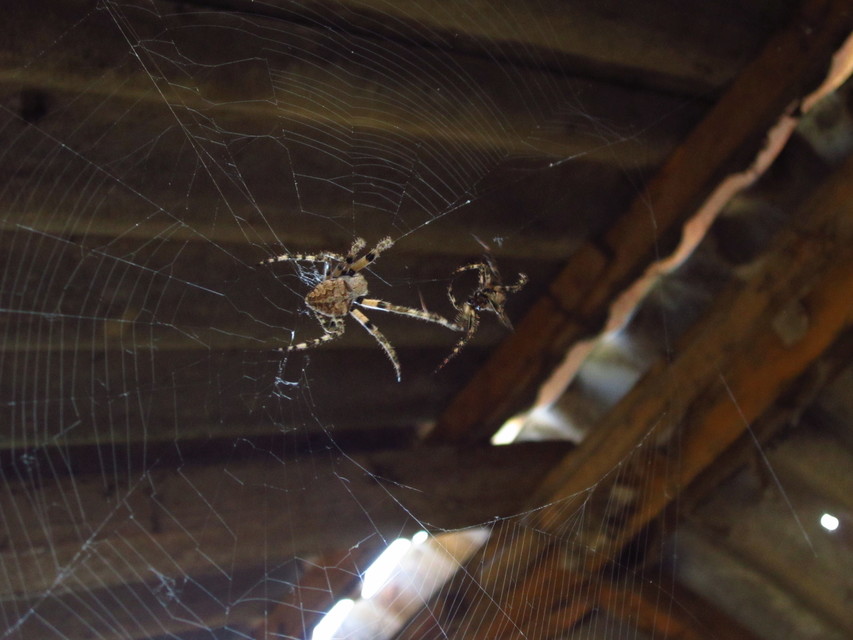 Araneus