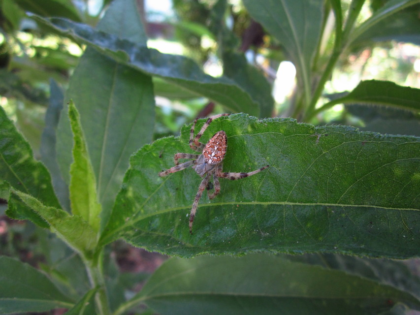 Araneus diadematus - koronás keresztespók