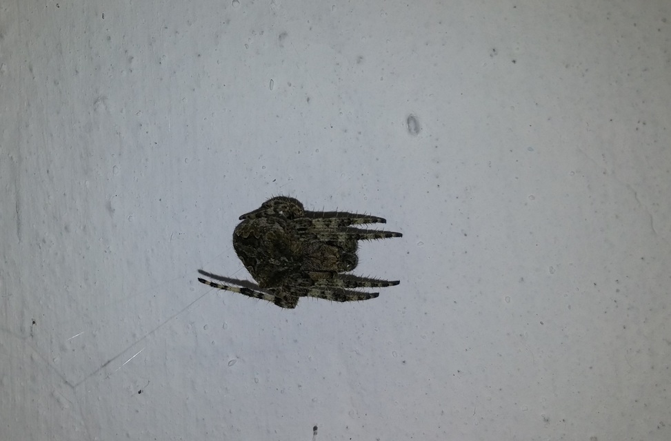 Araneus circe/angulatus