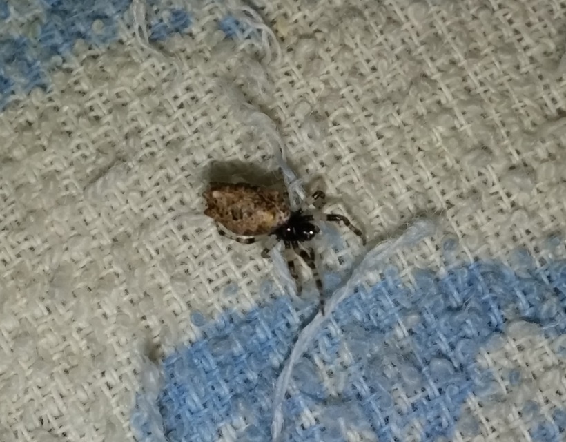 Cyclosa oculata - mediterrán csúcsos-keresztespók