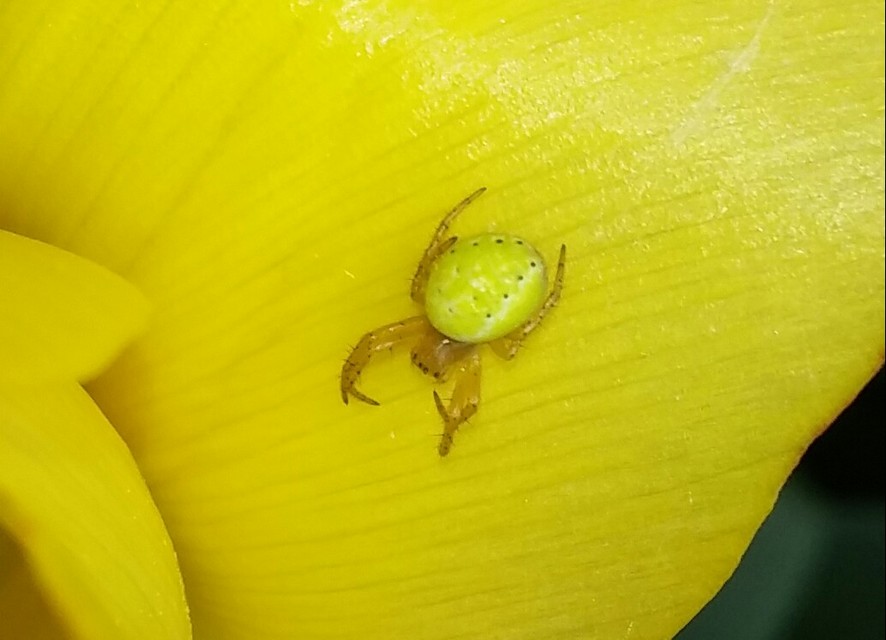 Araniella