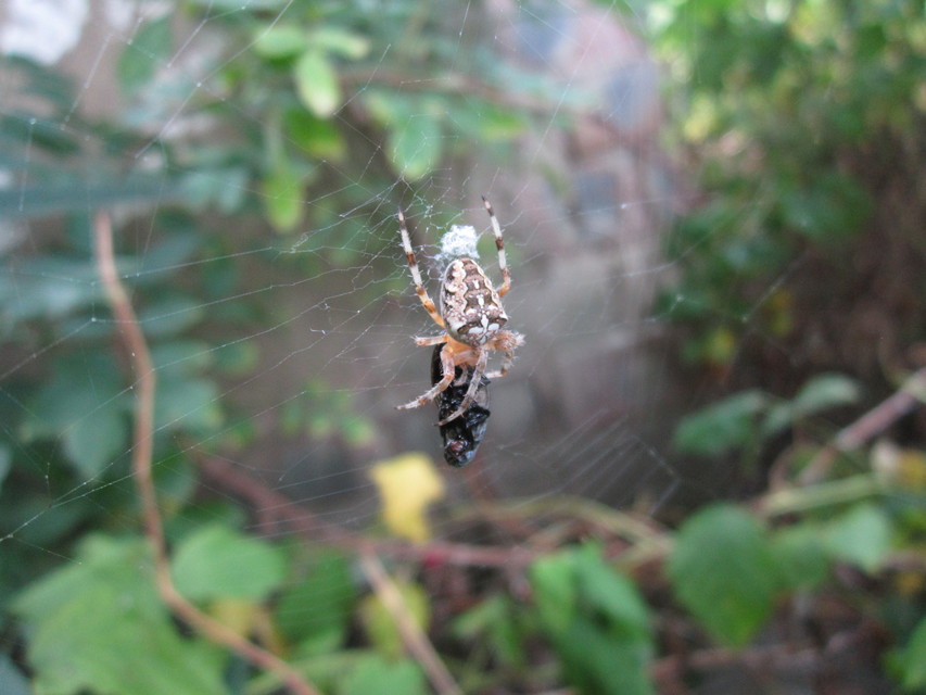 Araneus diadematus - koronás keresztespók
